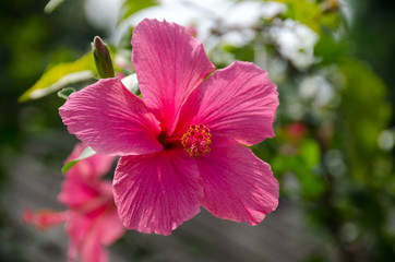 Pink Hibiscus flowers(Hibiscus syriacus L.)