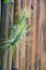 Close-up Bromeliad or Aechmea fasciata with bamboo texture background.