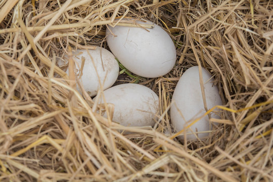 Goose eggs on the ground and dried straw nest