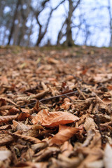 autumn