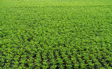 field of green plants