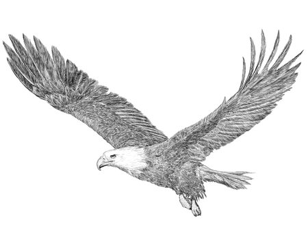 Bald eagle flying hand draw sketch black line on white background illustration.