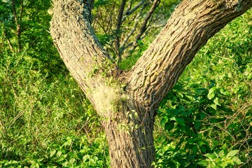 green nature