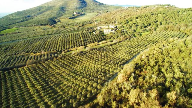 Aerial View of olive trees in Italy