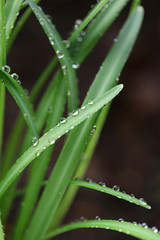 grass  after rain on a blurred background. grass stalks with water drops. herbal background with raindrops on a green blurred background. drop of water on grass stalk.