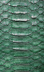 Snake python skin .Green.Texture. close up for background and wallpaper