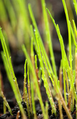 Macro of young grass with dew water drops on on farm land.Concept of spring. New life.Freshness background