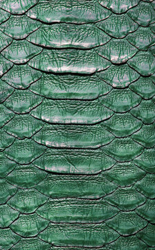 Snake python skin .Green.Texture. close up for background and wallpaper