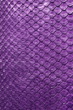 Snake python skin .Purple.Texture. close up for background and wallpaper