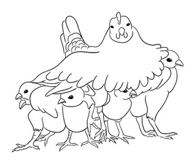 Cute chickens line art 03. Good use for symbol, logo, web icon, mascot, sign, coloring, or any design you want. 