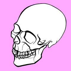 vector anatomical illustration of a white human skull with a black outline on a pink background