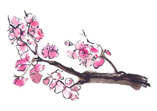 Branch of blooming sakura cherry tree painted in watercolor on clean white background