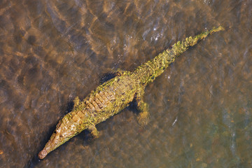Crocodile