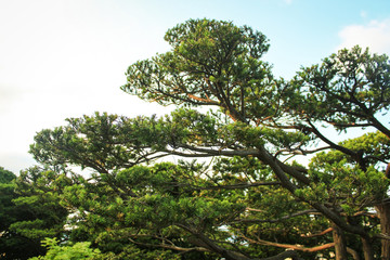 Bonzai leaf