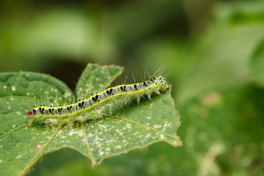 Image of Hairy caterpillar (Eupterote testacea) on green leaves. Insect Animal