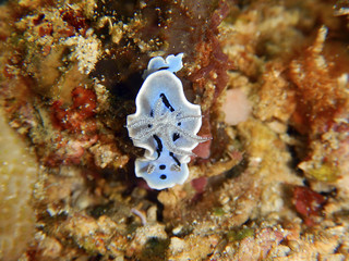 Nudibranquio