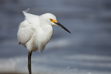 Snowy Egret on Beach