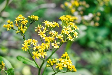 yellow flowers with insects