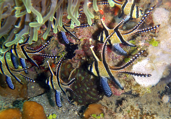 Banco de peces en arrecife de coral