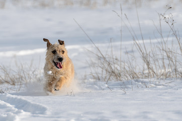 A small white Jack Russell Terrier dog is playing around in a meadow where there is a lot of snow...