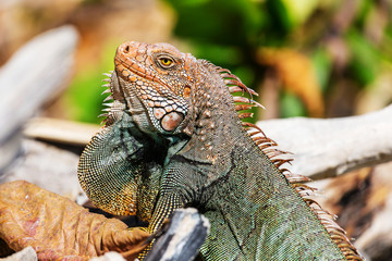 Iguana