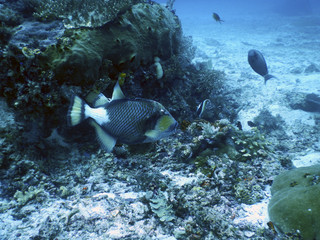 Peces en arrecife de coral