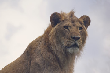  close up portrait of a young lion 