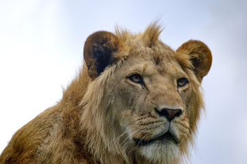  close up portrait of a young lion 