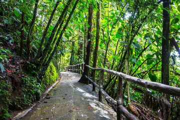 Jungle in Costa Rica