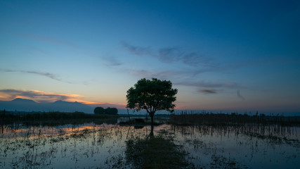 Lonely tree in lake with sunset/sunrise blue sky