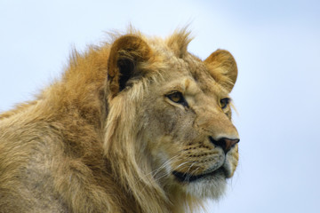  close up portrait of a young lion 