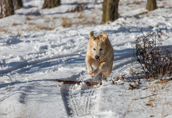 Retriever in winter forest