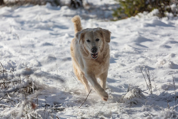 Retriever in winter forest