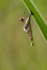 Image of Common Paper Wasp (Ropalidia fasciata) and wasp nest on nature background. Insect. Animal