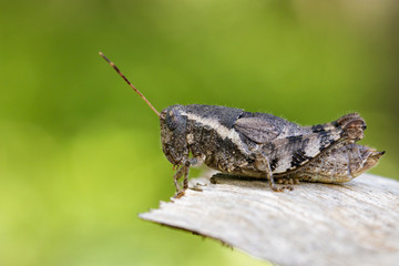 Image of a Brown grasshopper (Acrididae) on natural background. Insect. Animal