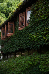 The wall covered with ivy