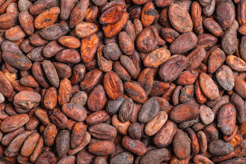 Raw cocoa beans background