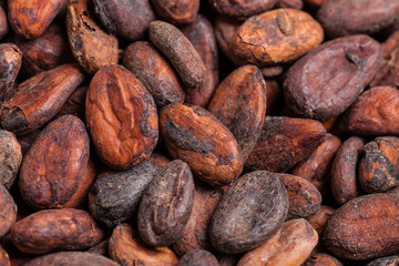 Close up shot of raw cocoa beans