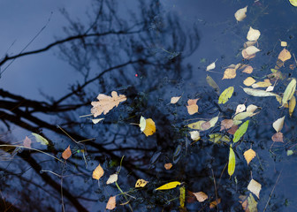 autumn leaves in water