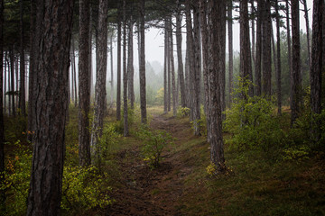 Fototapeta na wymiar magic dream forest background 