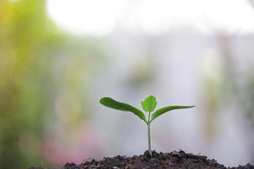 Green plant growing
