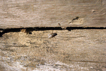 Fly sitting on plank in sunlight, background texture