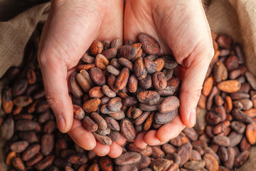 Hands holding raw cocoa beans