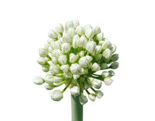 Fototapeta premium White garlic buds on white background