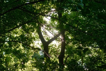 sunbeams in the forest