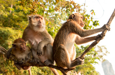 Monkey Family Sitting On A Tree Looking