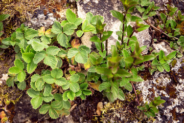 Pfefferminze und Walderdbeeren als Bodendecker im Steingarten, Wildwuchs im Garten