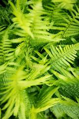 Farn oder Farne als Hintergrund, viele grüne Blätter in der Draufsicht