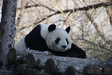 Obraz premium Giant Panda is Sleeping on the Wood Structure