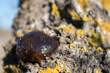 Árboles